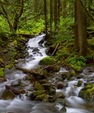 River in Pacific Northwest forest