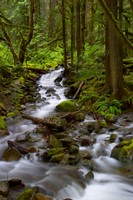 River in Pacific Northwest forest